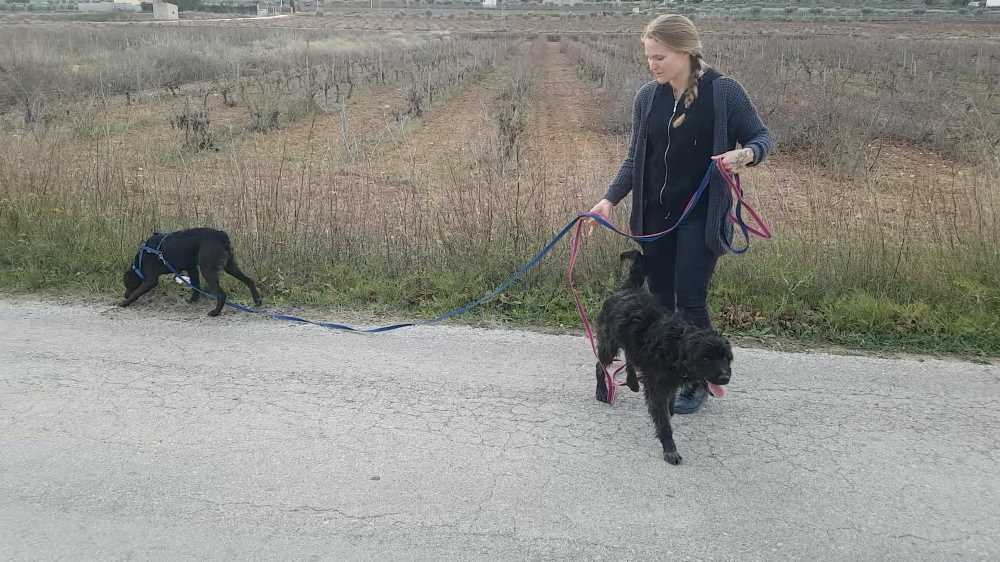 Uitgaan dictator Roux Stressvrij wandelen met je hond [3 concrete tips] - Stressless Dogs