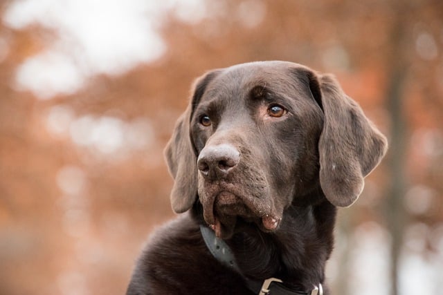 stressvrij wandelen - labrador foto