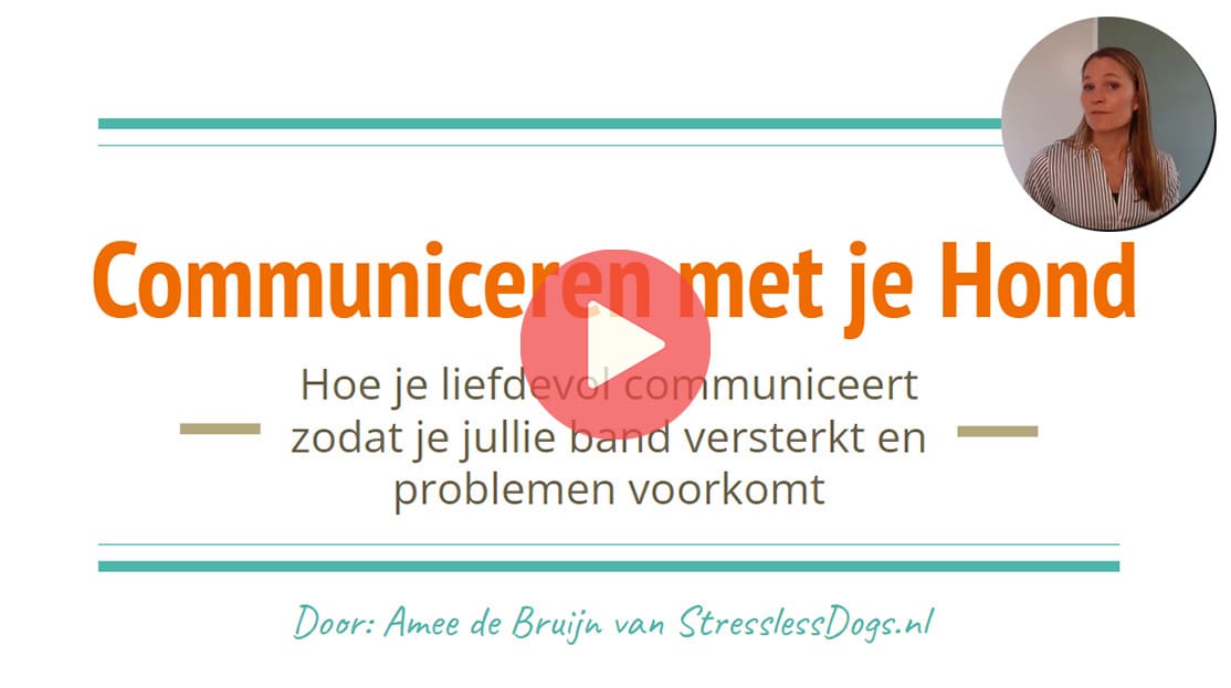 MCC - masterclass communiceren met je hond thumbnail Amee - play